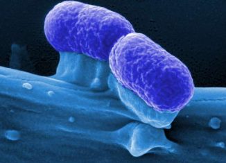 Remtene Escherichia coli STEC