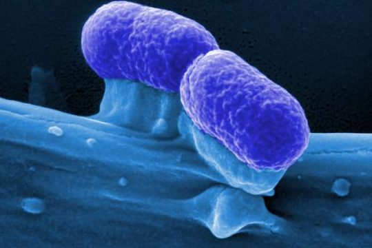 Remtene Escherichia coli STEC